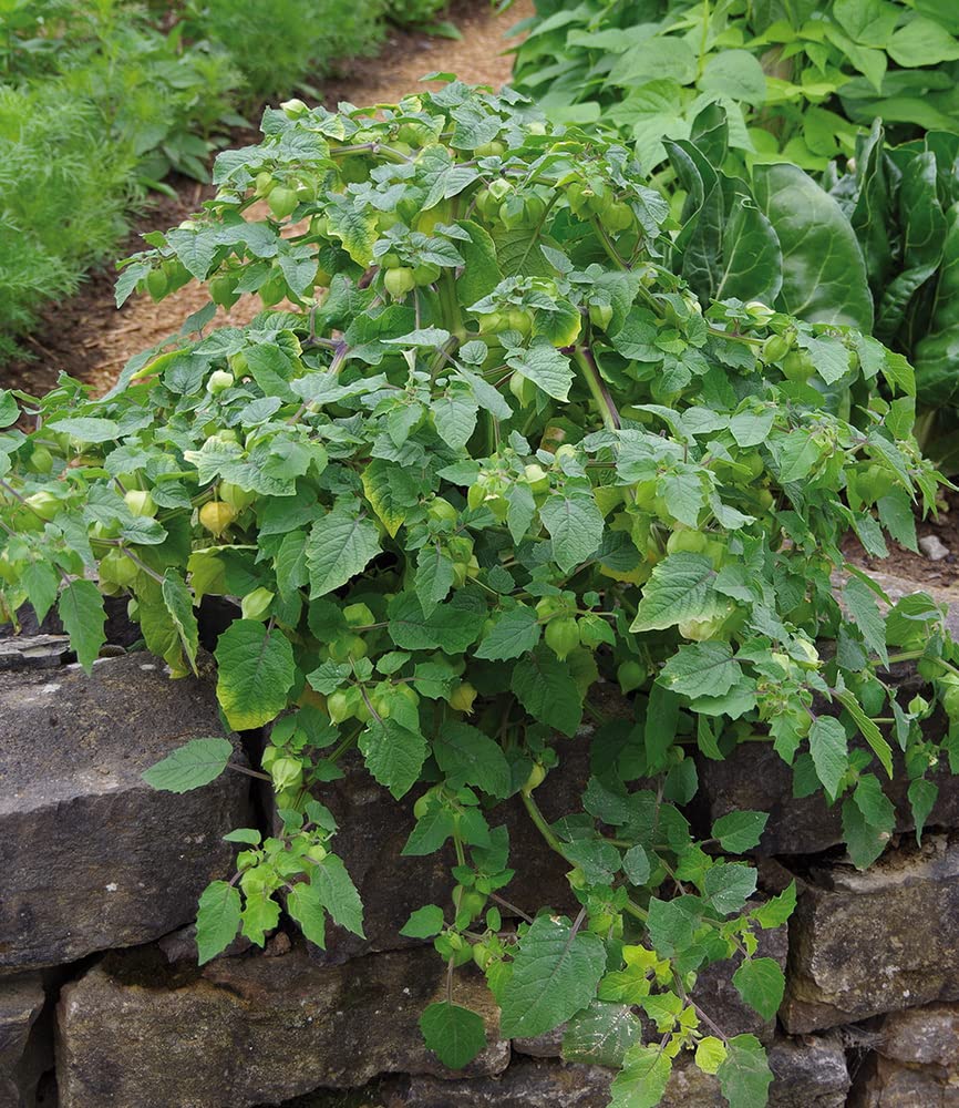 baldur-garten-physalis-preciosa-ananaskirsche-2-pflanzen-im-10-5-cm-topf image 4