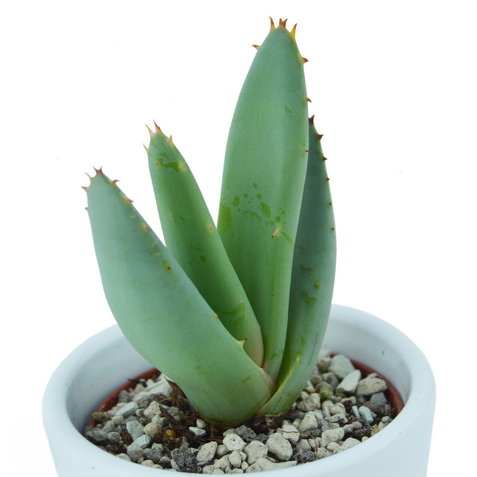 pasiora-aloha-aloe-5er-set-mini-sukkulenten-6cm image 6