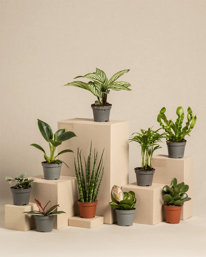 feey-berraschungs-babypflanzen-9er-set-zimmerpflanzen image 3