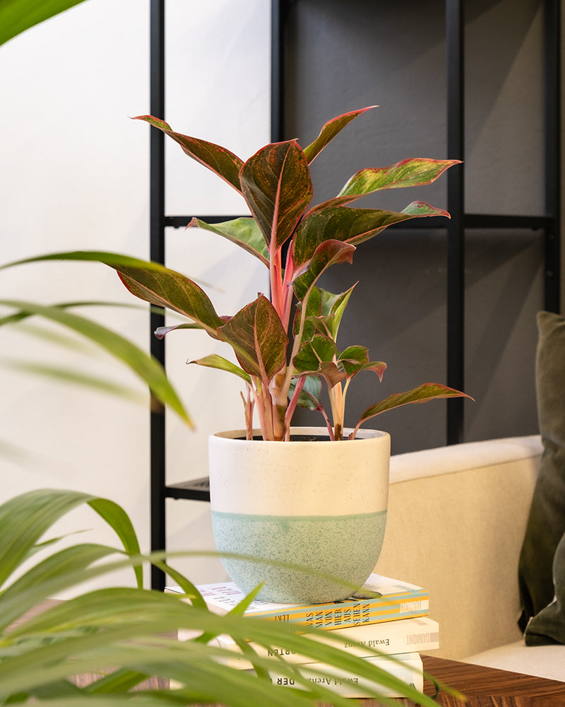 feey-aglaonema-jungle-red-kolbenfaden-mit-roten-bl-ttern-klein image 5