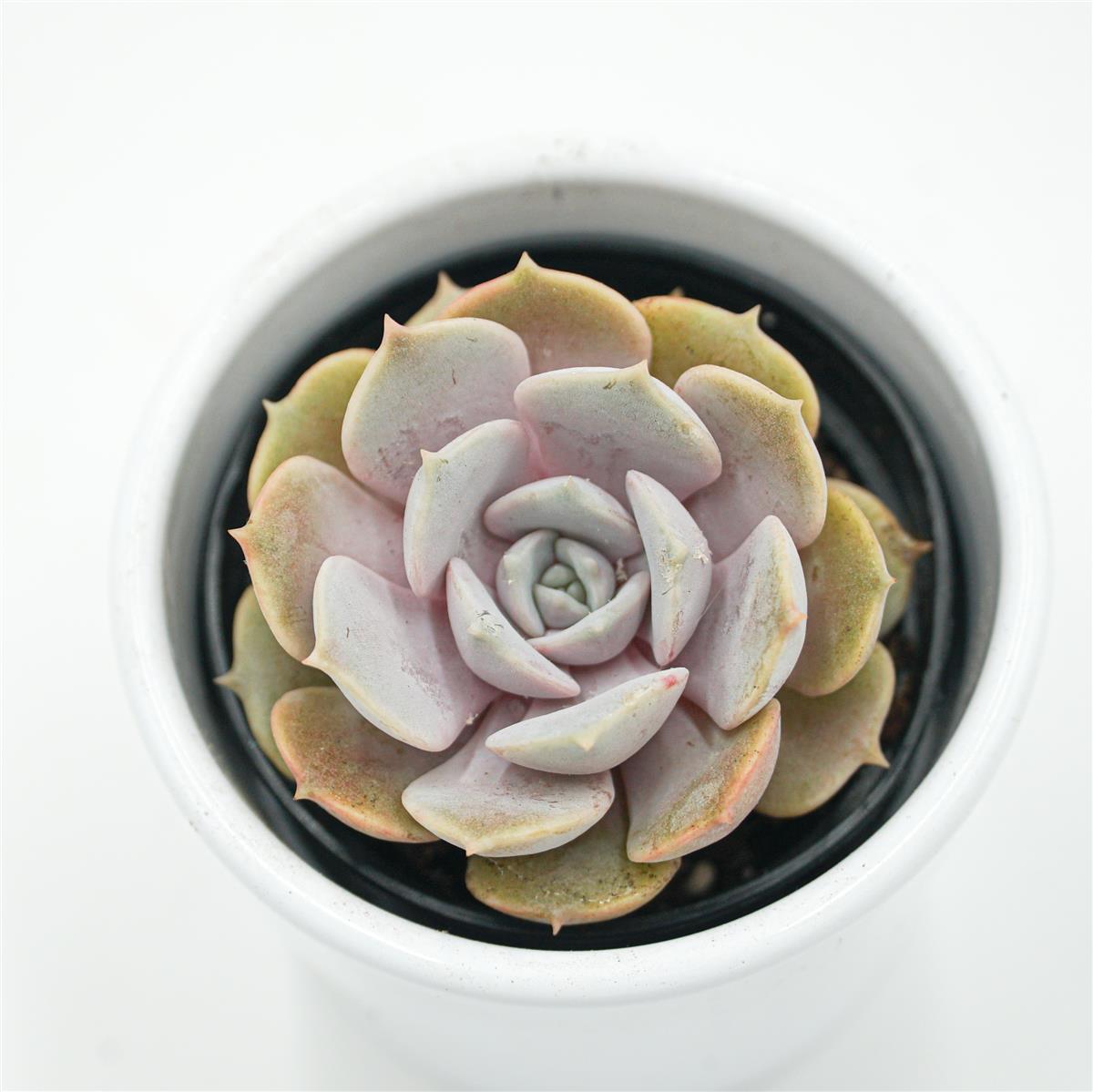 pasiora-echeveria-lola-f-purpur-sukkulente-6cm-topf image 2