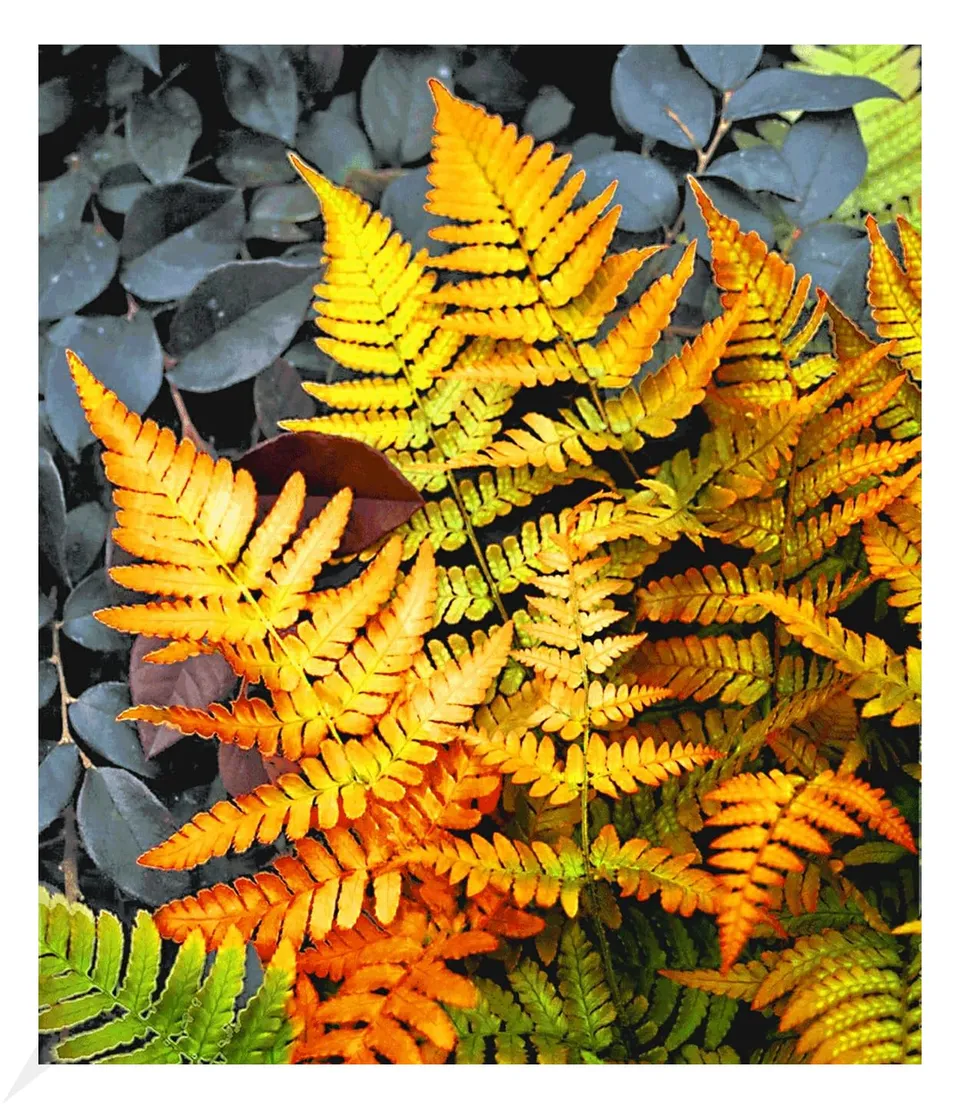 baldur-garten-winterharter-schmuck-farn-golden-brilliant-im-9x9-cm-topf image 1