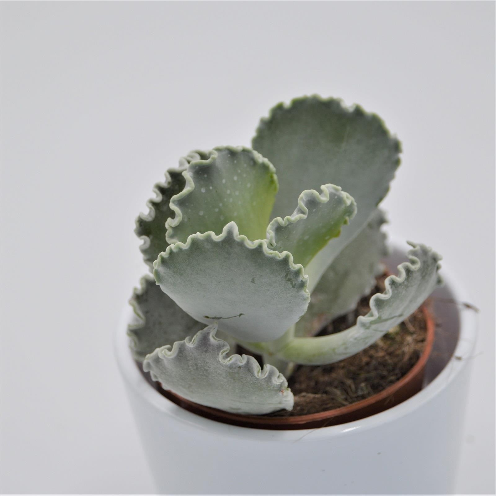 pasiora-cotyledon-undulata-silver-ruffles-sukkulente-8-5cm image 1