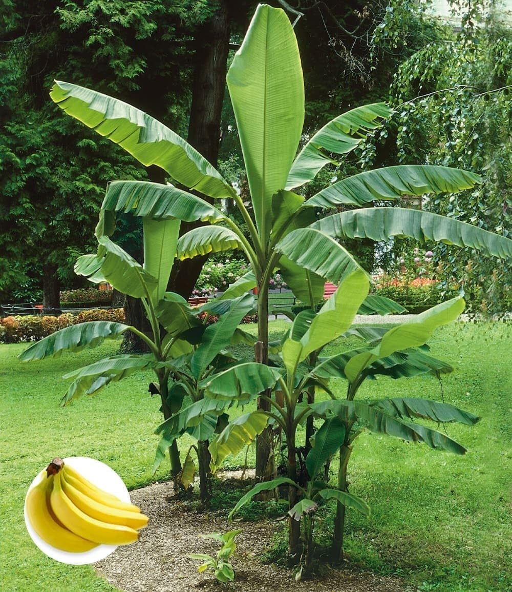 baldur-garten-musa-banana-tropicana-pflanze-im-12-cm-topf image 5