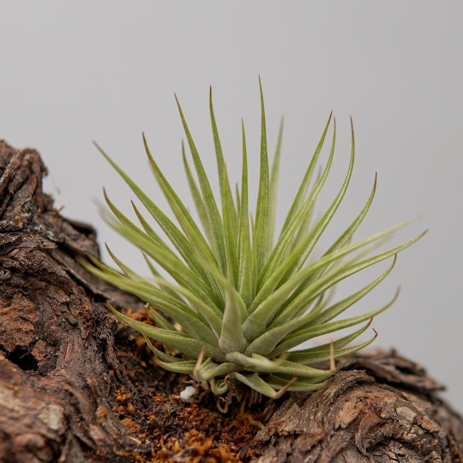 pasiora-tillandsia-espinosae-luftnelke-bromelie-aus-s-damerika image 2