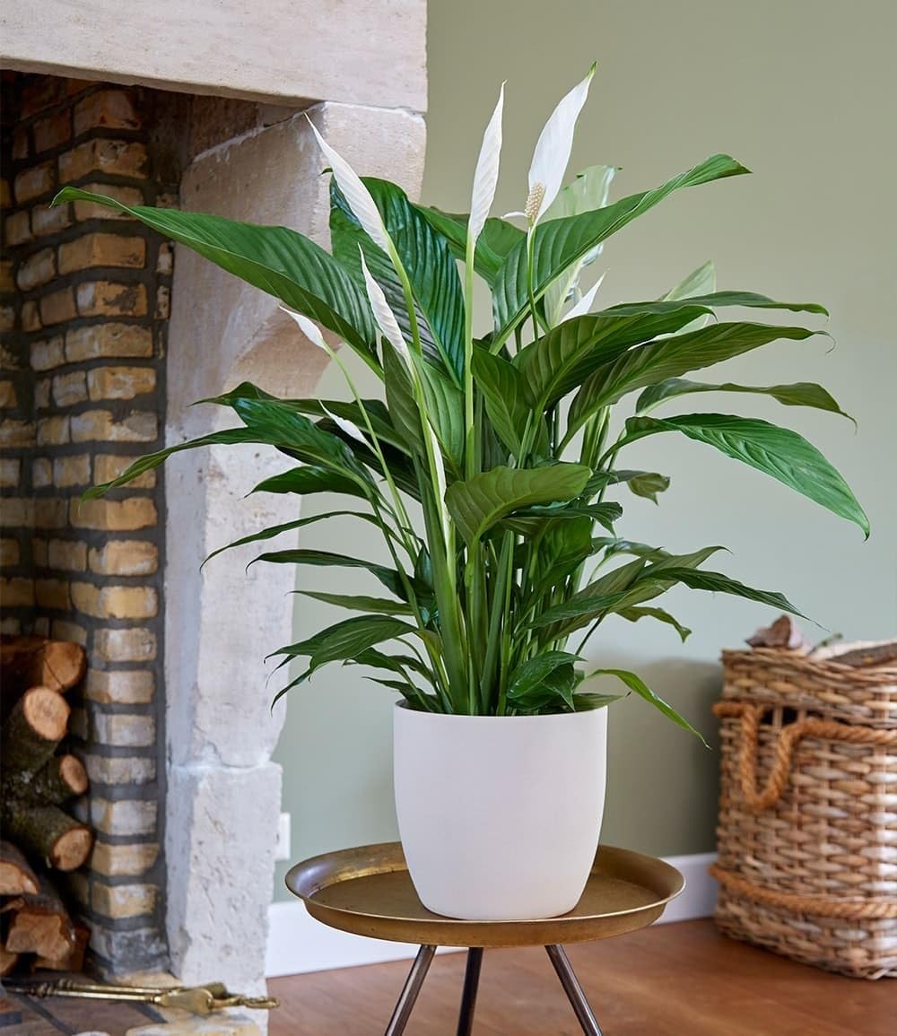 baldur-garten-spathiphyllum-einblatt-55-65-cm-im-17-cm-topf image 1