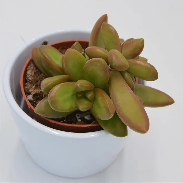 pasiora-sedum-nussbaumerianum-sukkulente-8-5cm image 1