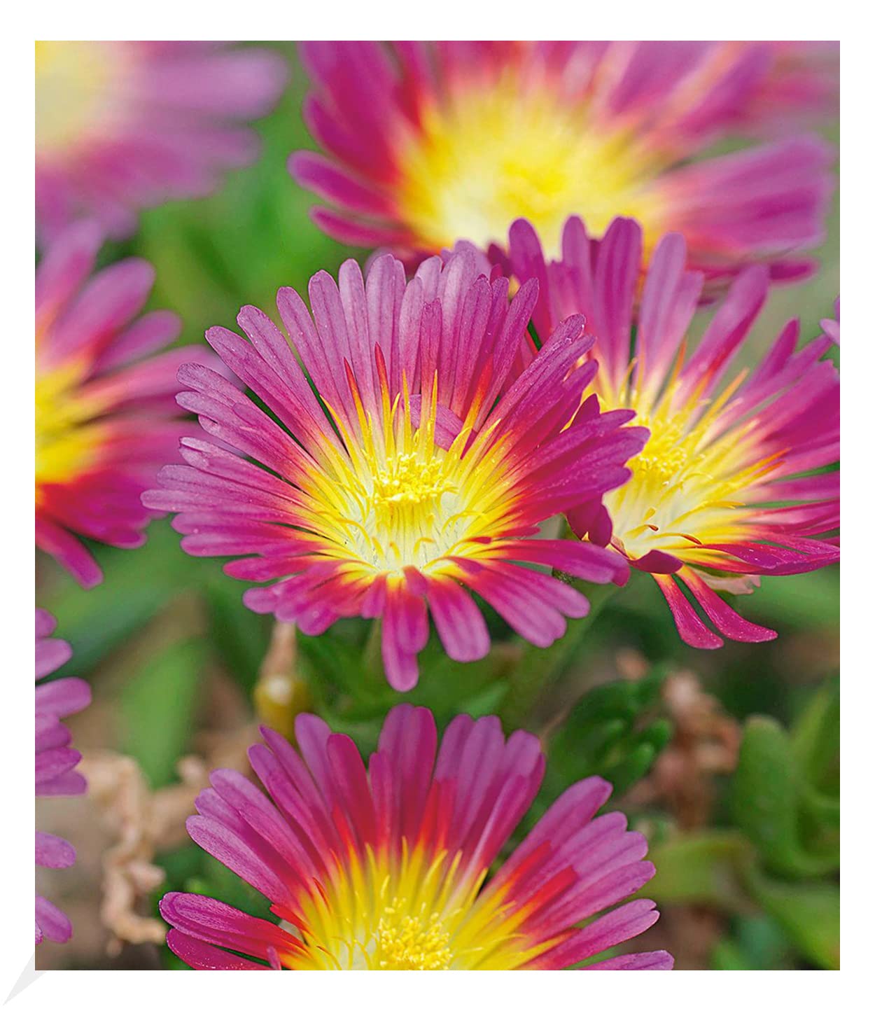 baldur-garten-eisblume-sundella-red-2x-delosperma image 6