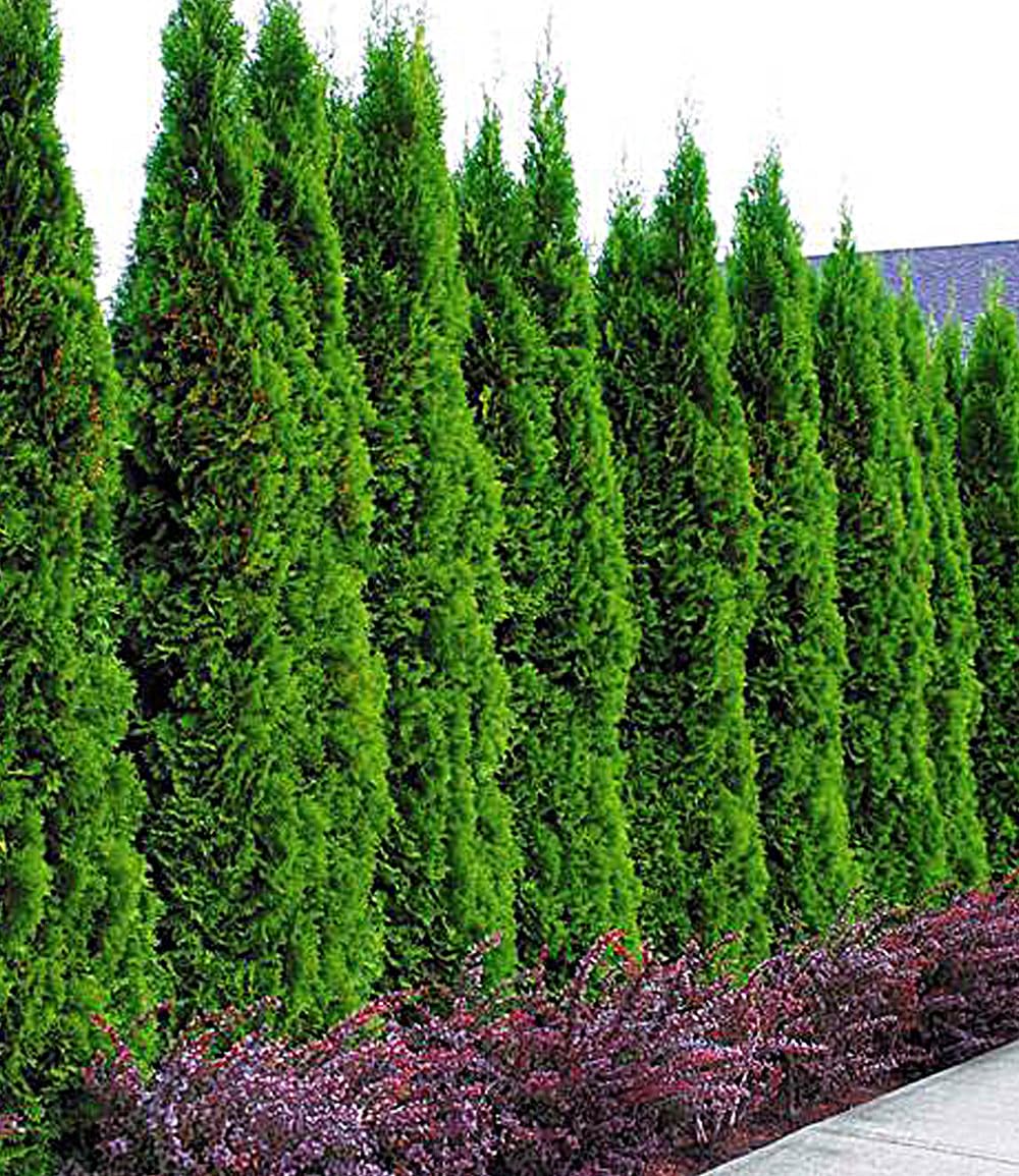 baldur-garten-10x-thuja-smaragd-lebensbaum-hecke-im-9x9-cm-topf image 6