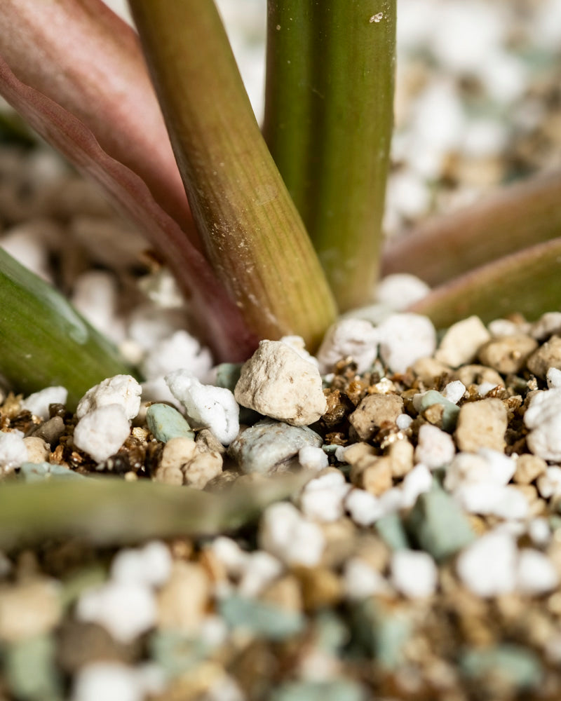 feey-philodendron-pluto-baumfreund-rarit-t-zimmerpflanze image 8