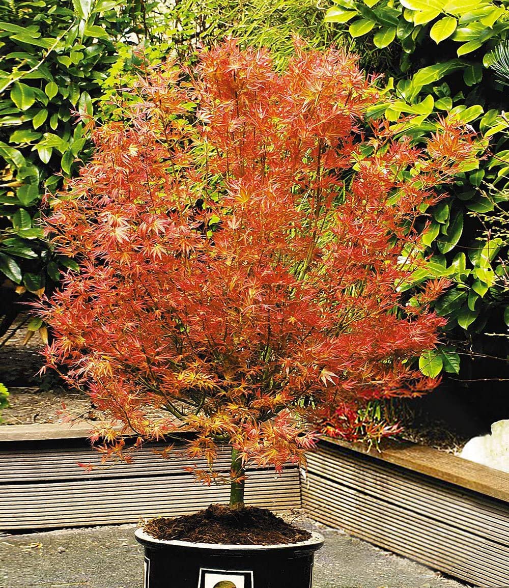 baldur-garten-japanischer-ahorn-katsura-acer-palmatum-12-cm-topf image 5