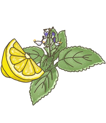 baldur-garten-bio-australisches-zitronenblatt-1-pflanze-im-12-cm-topf image 7