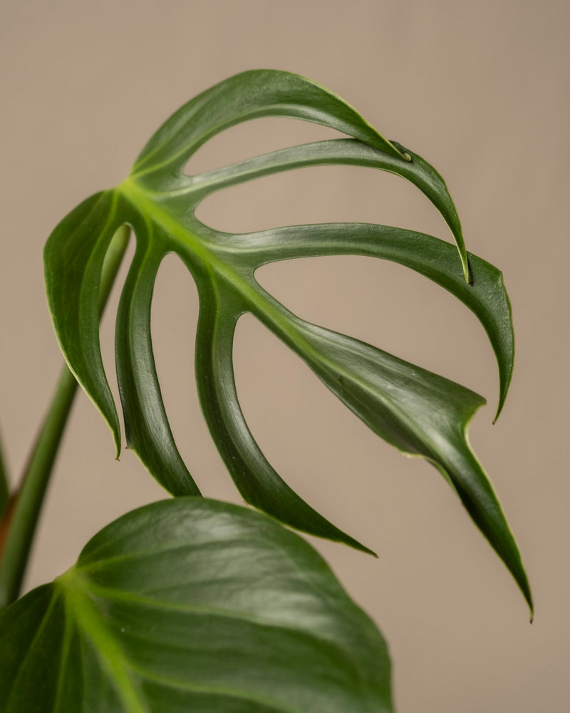 feey-monstera-burle-marx-flame-rarit-t-gro image 2