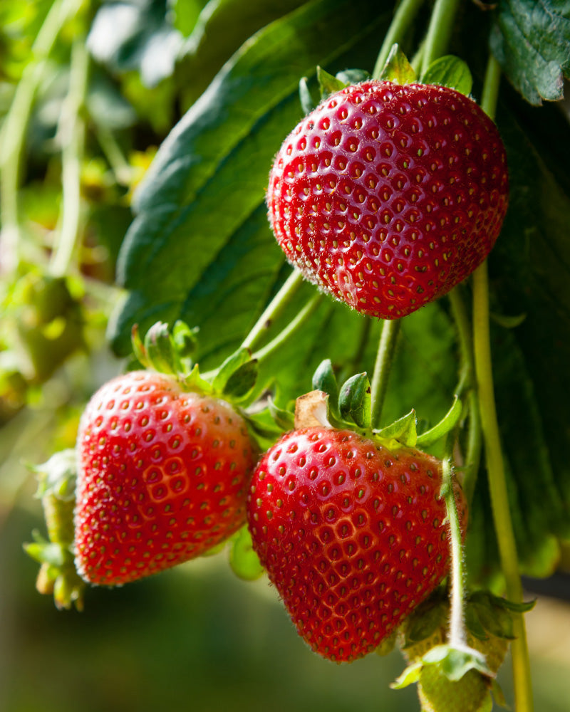 feey-erdbeere-wurzelstock-fragaria-x-ananassa image 2