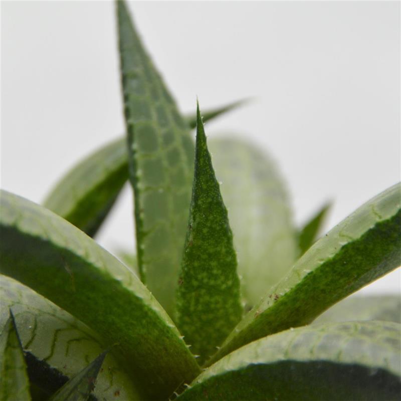 pasiora-haworthia-venosa-subsp-tessellata-sukkulente-6cm-topf image 2