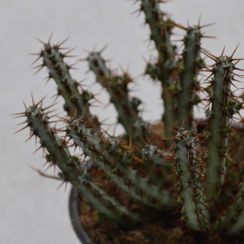 pasiora-euphorbia-aeruginosa-sukkulente-13-cm-topf image 1