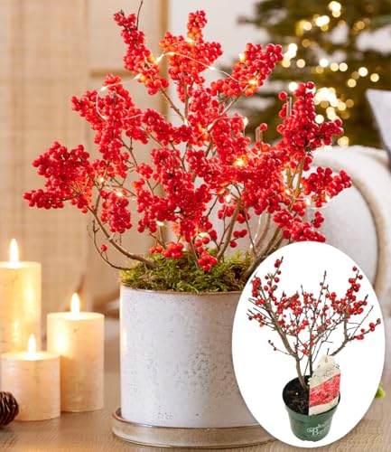 baldur-garten-ilex-jingle-bells-2-liter-topf-30-40-cm image 4