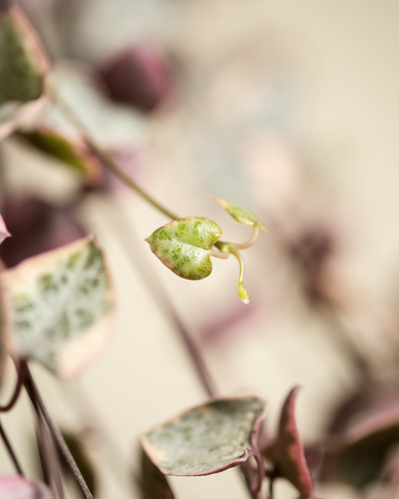 feey-leuchterpflanze-pink-variegata-ceropegia-woodii image 8