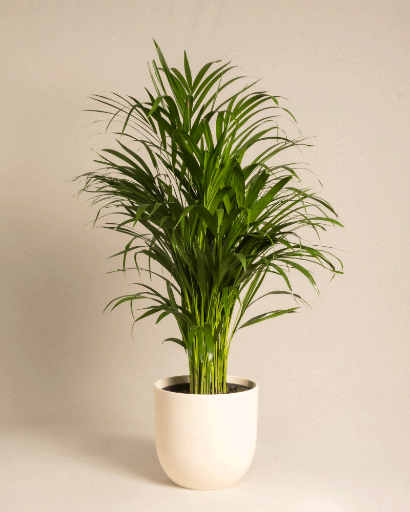 feey-goldfruchtpalme-areca-palme-gro image 7