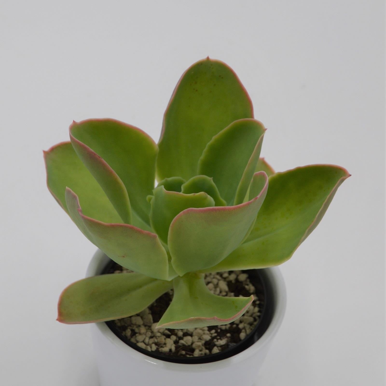 pasiora-echeveria-pallida-sukkulente-9cm-topf image 1