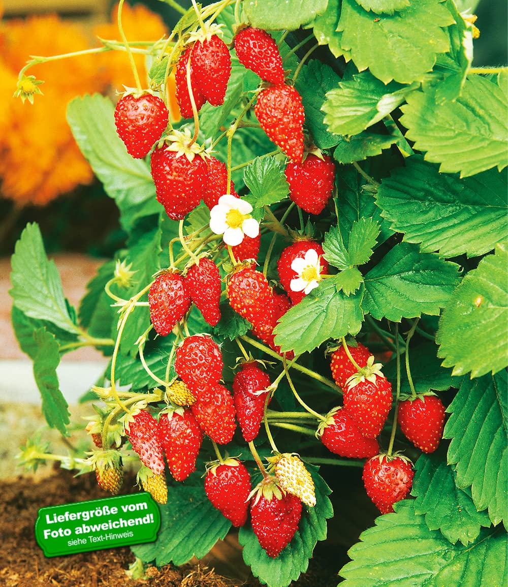 baldur-garten-monatserdbeere-pflanze-im-12-cm-topf image 2