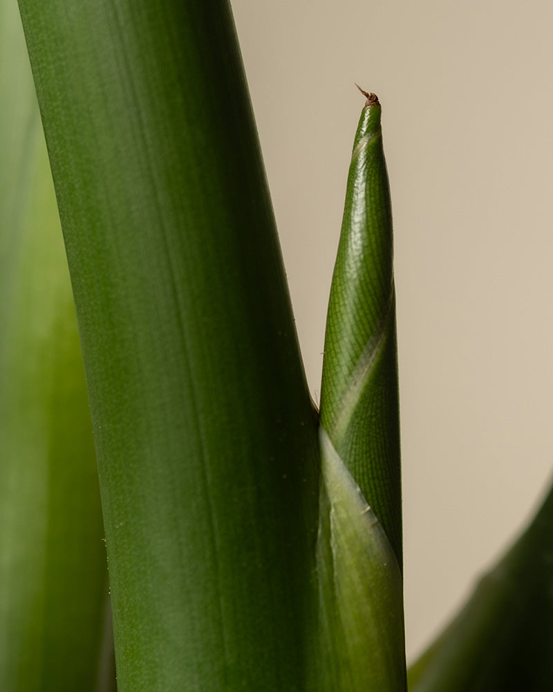 feey-gro-e-strelitzie-strelitzia-nicolai-zimmerpflanze image 6