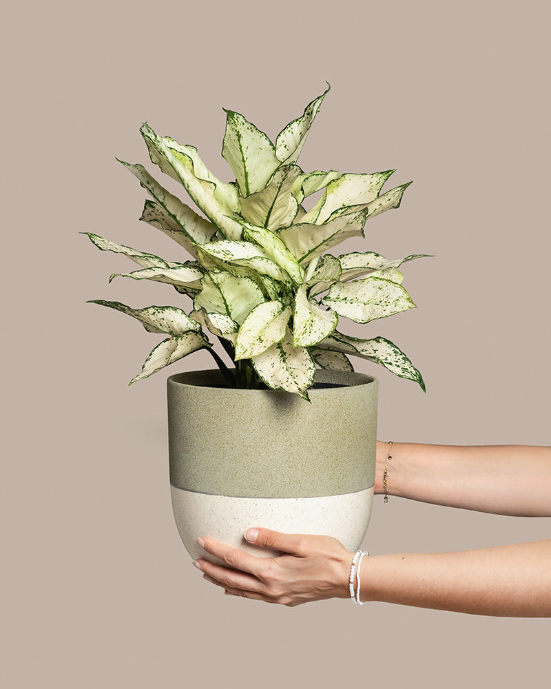 feey-grosse-aglaonema-kiwi-kolbenfaden-zimmerpflanze image 1