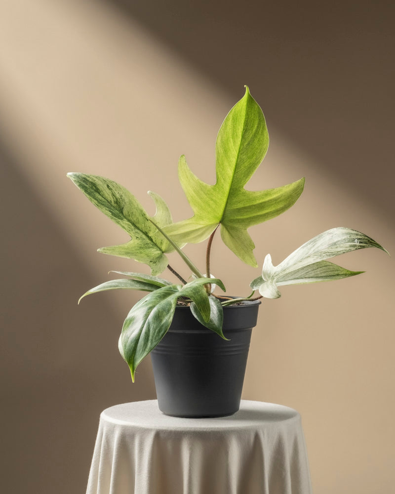 feey-philodendron-florida-ghost-rarit-t image 3