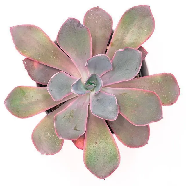pasiora-echeveria-afterglow-sukkulente-10-5cm image 1