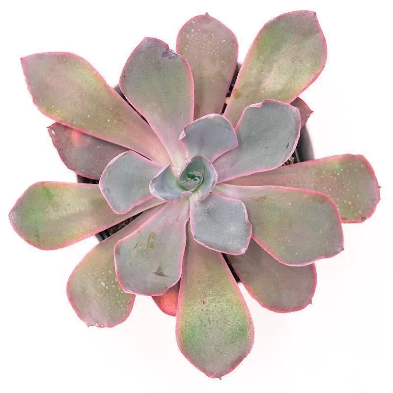 pasiora-echeveria-afterglow-sukkulente-10-5cm image 1