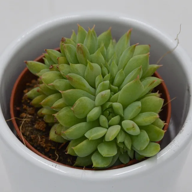 pasiora-echeveria-ramilette-f-cristata-sukkulente-5-5cm image 1
