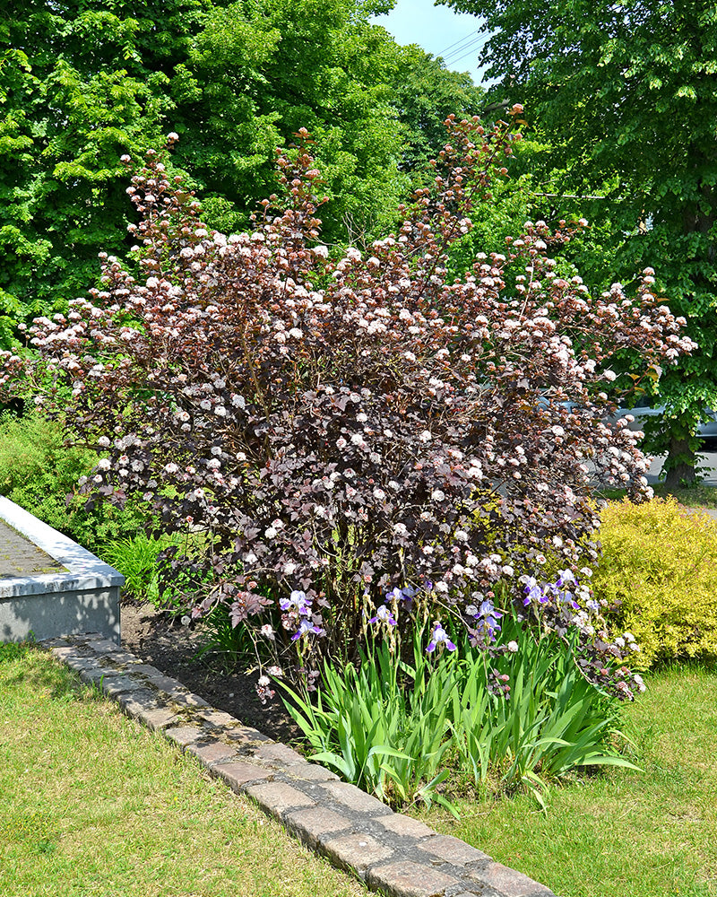 feey-physocarpus-opulifolius-blasenspiere-au-enpflanze image 6
