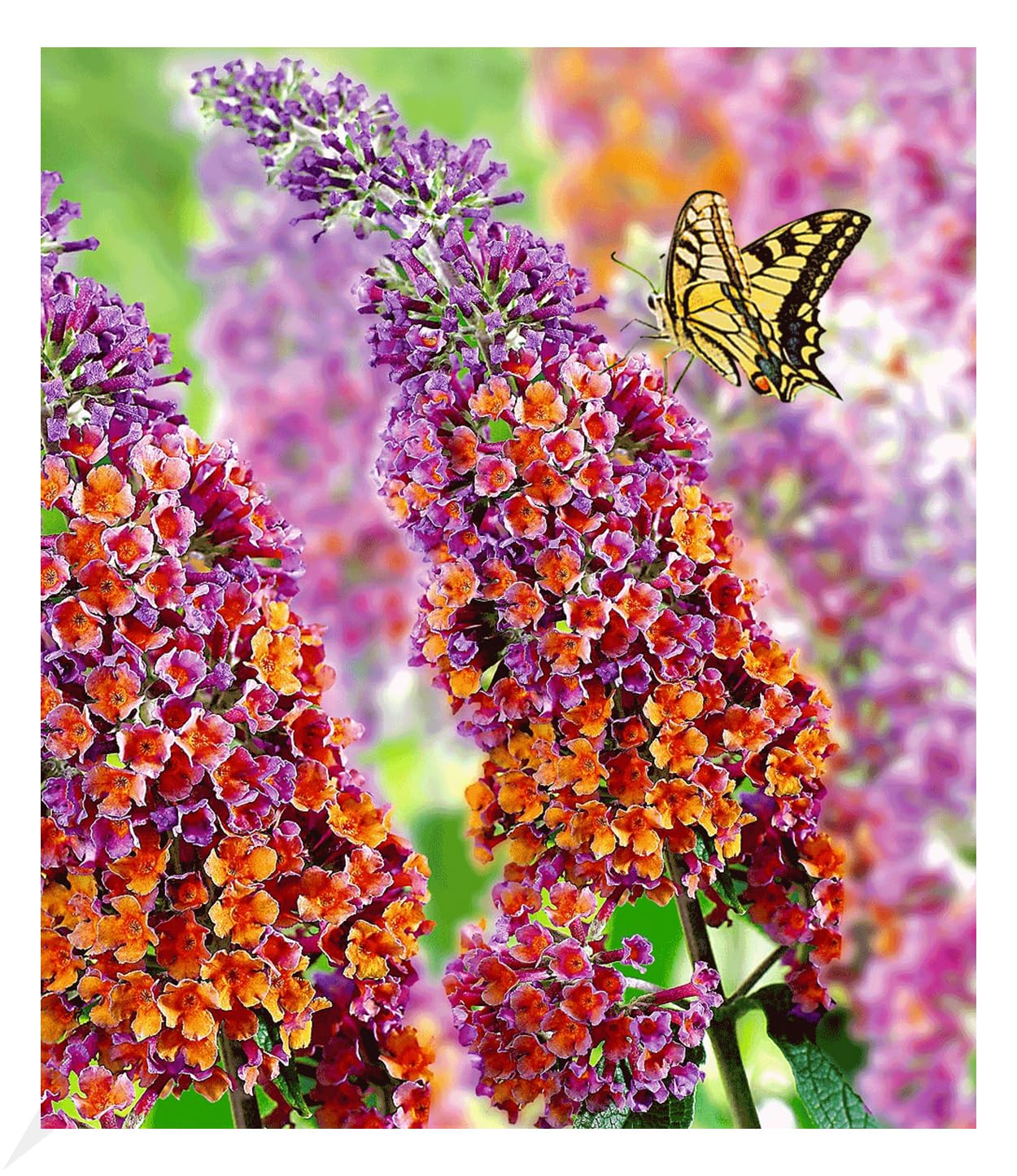 baldur-garten-sommer-flieder-papillion-tricolor-12-cm-topf image 7