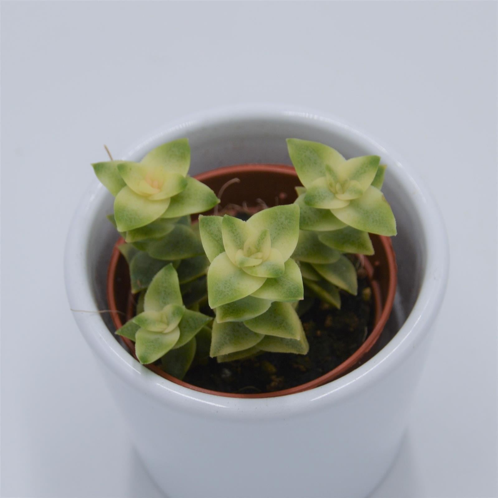pasiora-crassula-perforata-variegata-sukkulente-5-5cm image 2