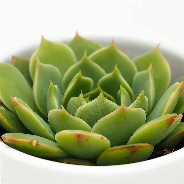 pasiora-echeveria-ramilette-sukkulente-5-5cm-topf image 1