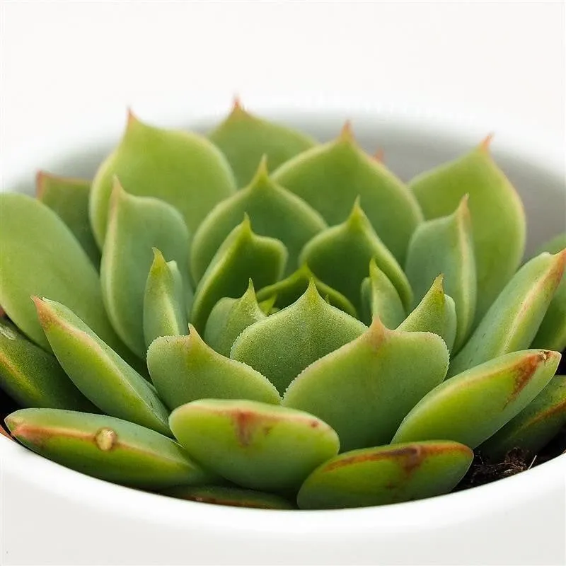 pasiora-echeveria-ramilette-sukkulente-5-5cm-topf image 1