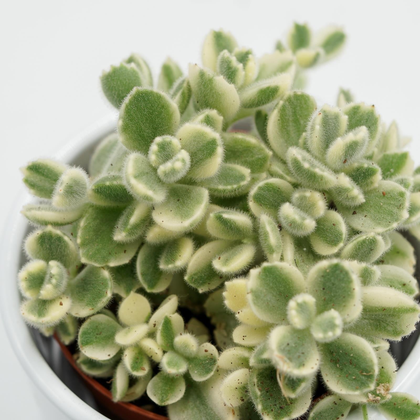 pasiora-cotyledon-tomentosa-variegata-8-5cm image 2