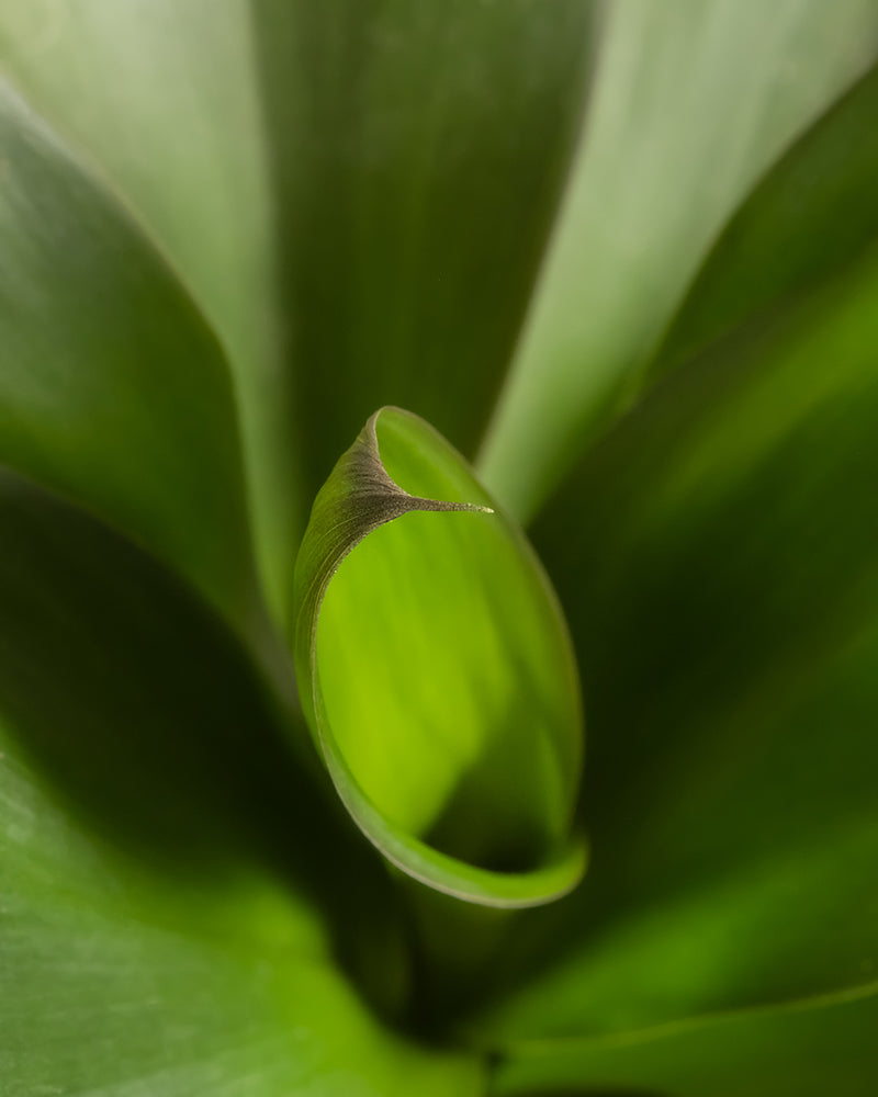 feey-keulenlilie-cordyline-fruticosa-glauca-zimmerpflanze image 2