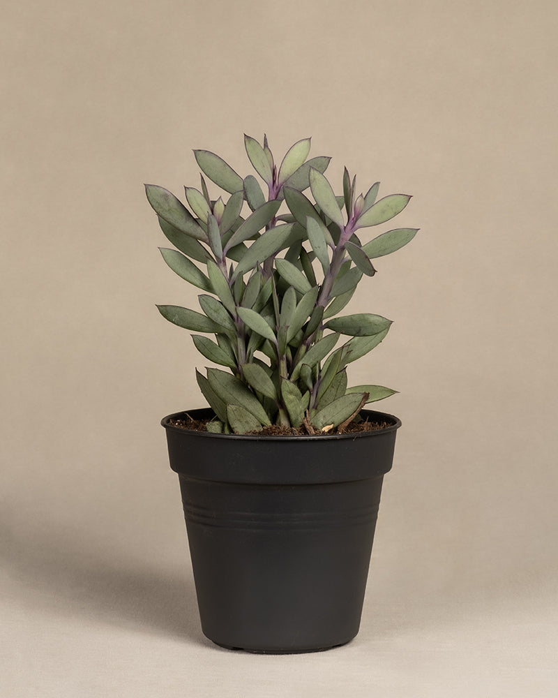 feey-senecio-crassissimus-sukkulente-14er-topf image 3