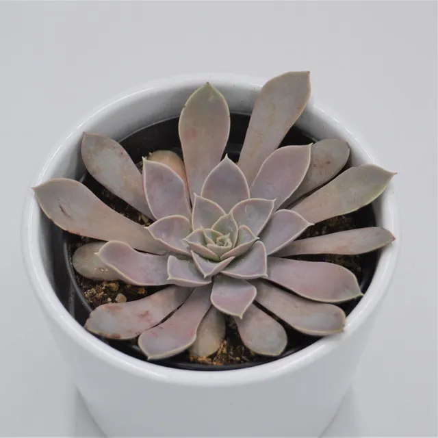pasiora-echeveria-diffractens-sukkulente-9cm-topf image 1