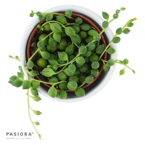 pasiora-senecio-rowleyanus-erbsenpflanze-6cm-topf image 1