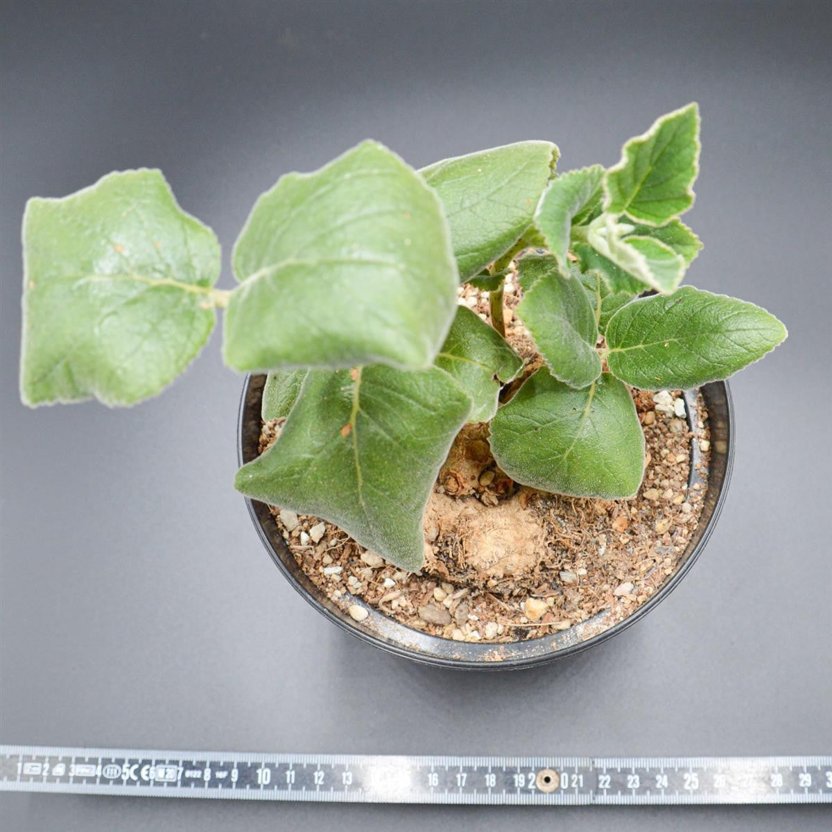 pasiora-sinningia-macrostachya-sukkulente-rarit-t-einzelst-ck-indoor image 2