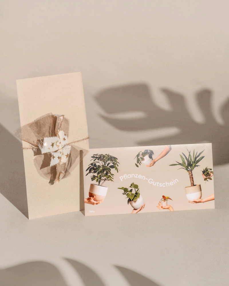 feey-gutschein-physischer-geschenkgutschein-per-briefversand image 3