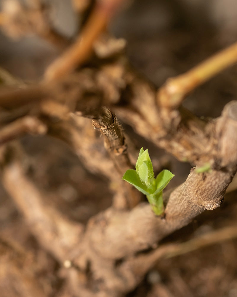 feey-lonicera-purpusii-winterduft-heckenkirsche image 4