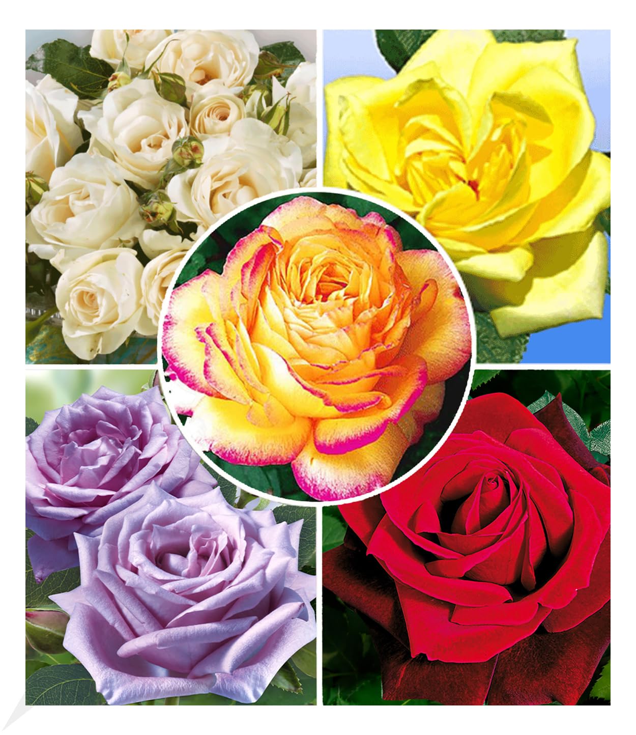 baldur-garten-kollektion-parfum-rosen-5-winterharte-duftrosen-delbard image 1