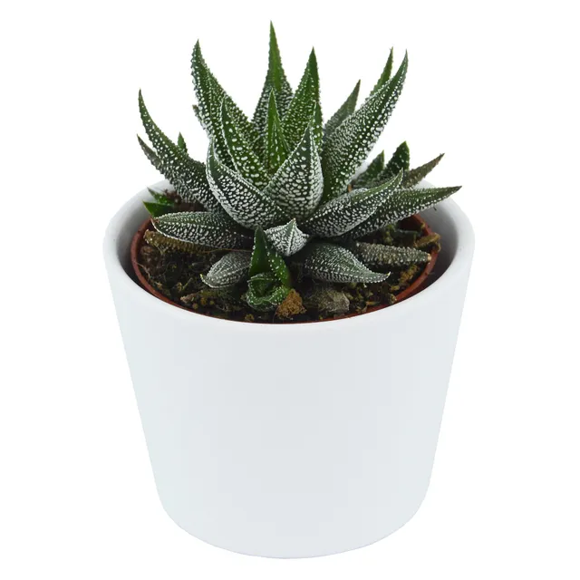 pasiora-haworthia-fasciata-concolor-6cm-topf image 1