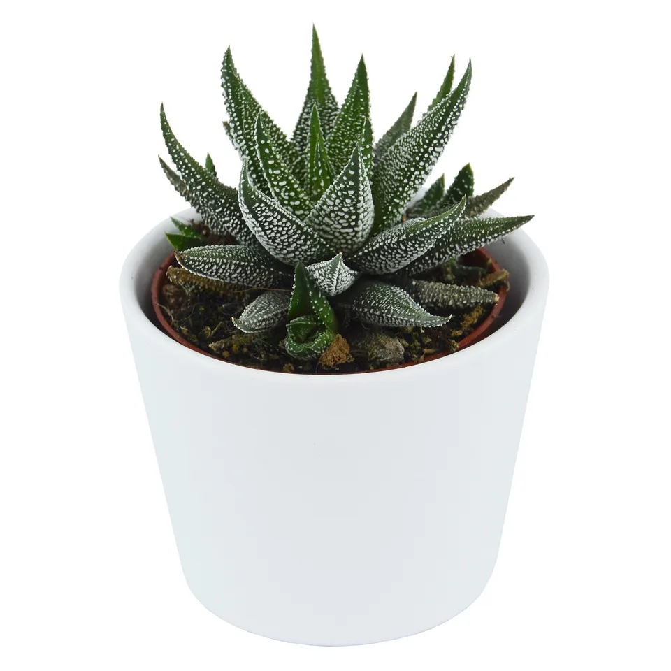 pasiora-haworthia-fasciata-concolor-6cm-topf image 1