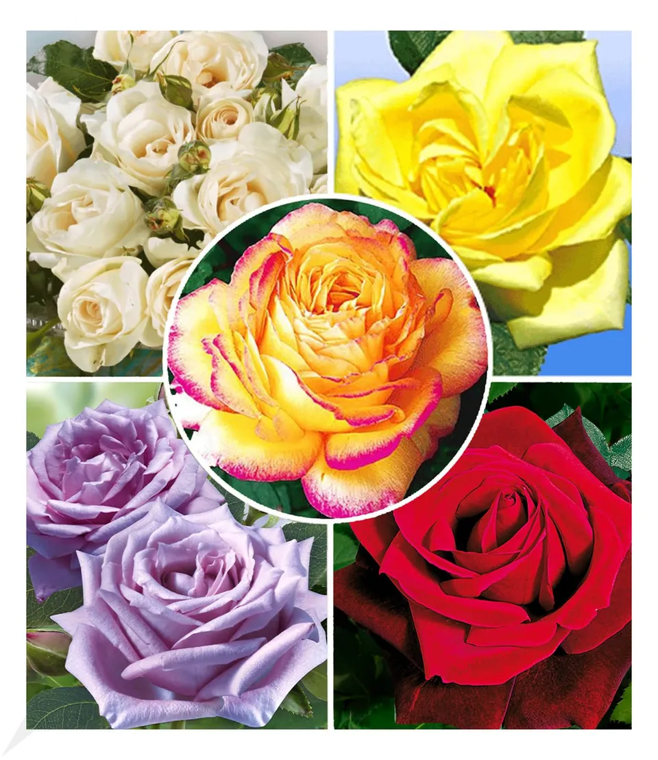 baldur-garten-kollektion-parfum-rosen-5-winterharte-duftrosen-delbard image 1