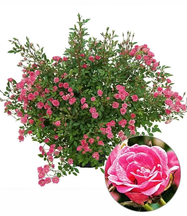 baldur-garten-lilly-rose-wonder5-rose-im-12-cm-topf image 1