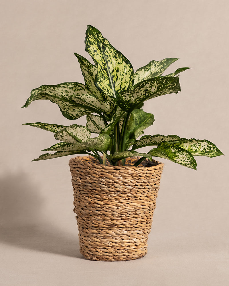 feey-aglaonema-kiwi-kolbenfaden-klein image 6